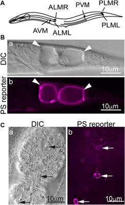 How do necrotic cells expose phosphatidylserine to attract their predators—What’s unique and what’s in common with apoptotic cells